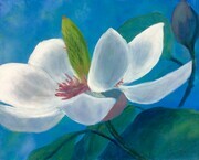 Scented Magnolia Blossom